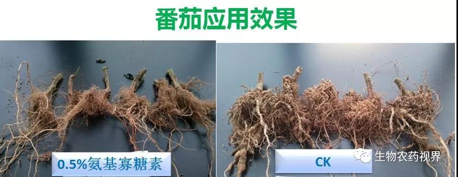 氨基寡糖素 - 植物的免疫衛(wèi)士，根結(jié)線蟲的克星