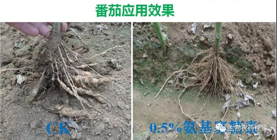 氨基寡糖素 - 植物的免疫衛(wèi)士，根結(jié)線蟲的克星