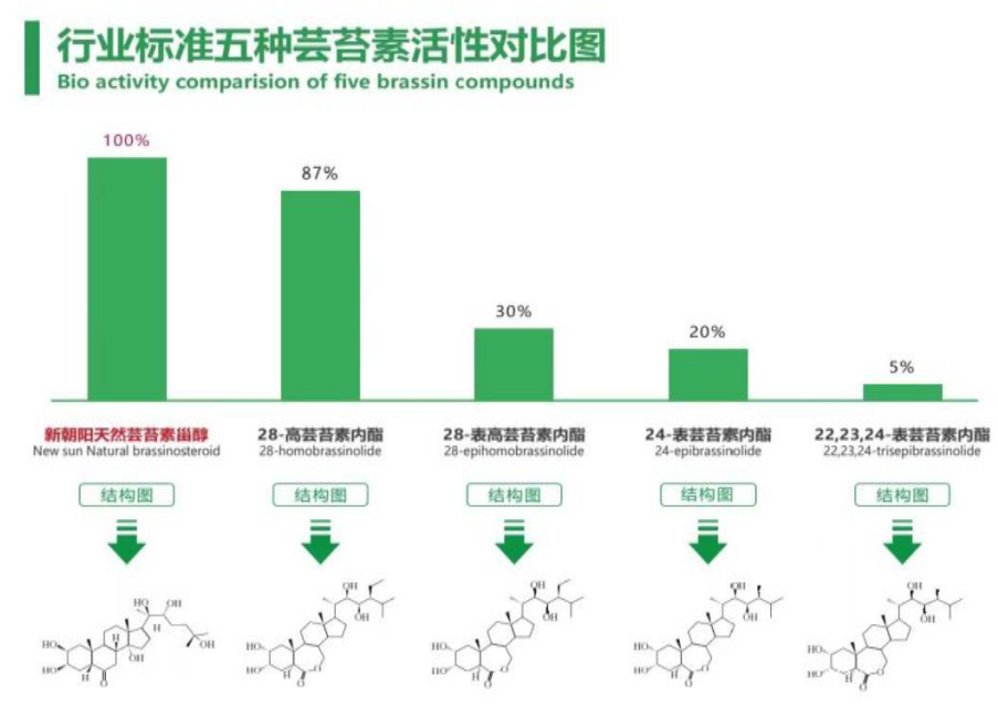 小麥拌種選新朝陽(yáng)天然蕓苔素，讓小麥高產(chǎn)贏在起跑線上?。ㄐ←溤谑裁磿r(shí)候用蕓苔素效果最佳）