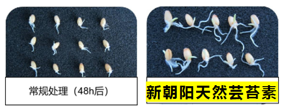 小麥拌種選新朝陽(yáng)天然蕓苔素，讓小麥高產(chǎn)贏在起跑線上！（小麥在什么時(shí)候用蕓苔素效果最佳）
