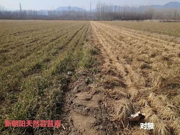 小麥拌種選新朝陽(yáng)天然蕓苔素，讓小麥高產(chǎn)贏在起跑線上?。ㄐ←溤谑裁磿r(shí)候用蕓苔素效果最佳）