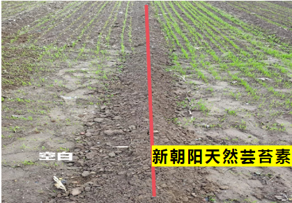 小麥拌種選新朝陽(yáng)天然蕓苔素，讓小麥高產(chǎn)贏在起跑線上?。ㄐ←溤谑裁磿r(shí)候用蕓苔素效果最佳）